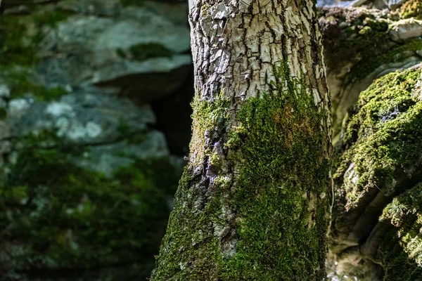 Zaitsev Rocas Región Rostov Distrito Krasnosulinsky Piedra Estructuras Naturales Gran — Foto de Stock