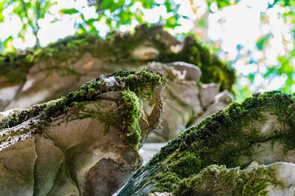 Krasnosulinsky区Rostov地区的Zaitsev岩石 大型石质自然结构 植被中的绿色和潮湿苔藓 不寻常的行走物种 — 图库照片
