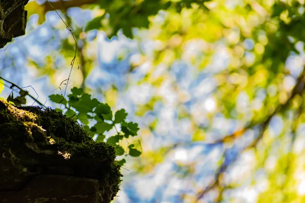 Zaitsev Stenar Rostov Regionen Krasnosulinsky Distriktet Sten Naturliga Strukturer Stor — Stockfoto