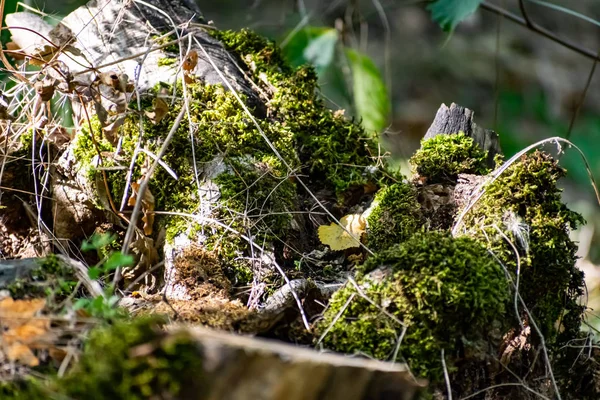 Zaitsev Stenar Rostov Regionen Krasnosulinsky Distriktet Sten Naturliga Strukturer Stor — Stockfoto