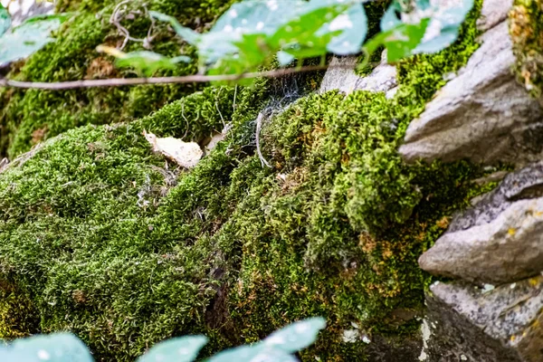 Rochas Zaitsev Região Rostov Distrito Krasnosulinsky Pedra Estruturas Naturais Grande — Fotografia de Stock