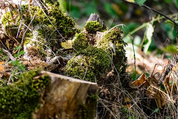 Zaitsev Stenar Rostov Regionen Krasnosulinsky Distriktet Sten Naturliga Strukturer Stor — Stockfoto