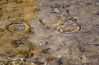 Küçük, çevik ve parlak gözlü deniz balıkları tuzlu suda yüzerler. Balığın boyutu yaklaşık 4 cm, su temiz ve temizdir, hayvanlar sığ bir gölete atılmış bir parça ekmek yerler..