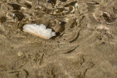 Küçük, çevik ve parlak gözlü deniz balıkları tuzlu suda yüzerler. Balığın boyutu yaklaşık 4 cm, su temiz ve temizdir, hayvanlar sığ bir gölete atılmış bir parça ekmek yerler..