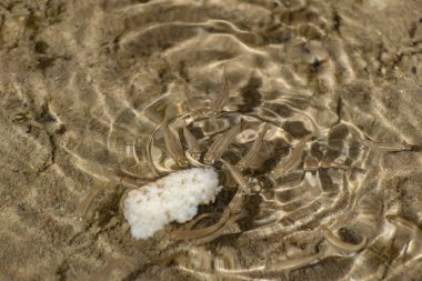 Küçük, çevik ve parlak gözlü deniz balıkları tuzlu suda yüzerler. Balığın boyutu yaklaşık 4 cm, su temiz ve temizdir, hayvanlar sığ bir gölete atılmış bir parça ekmek yerler..