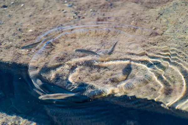 Pequenos Ágeis Brilhantes Peixes Marinhos Nadam Mar Água Salgada Tamanho — Fotografia de Stock