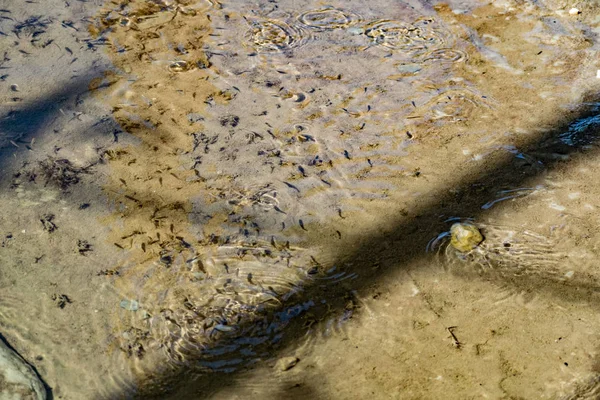 Pequenos Ágeis Brilhantes Peixes Marinhos Nadam Mar Água Salgada Tamanho — Fotografia de Stock