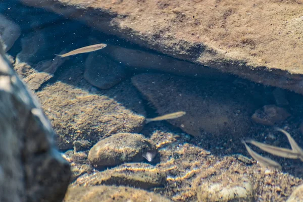 Pequenos Ágeis Brilhantes Peixes Marinhos Nadam Mar Água Salgada Tamanho — Fotografia de Stock