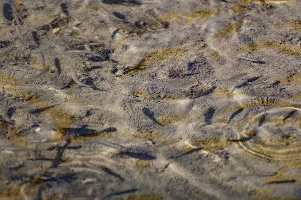 Pequenos Ágeis Brilhantes Peixes Marinhos Nadam Mar Água Salgada Tamanho — Fotografia de Stock