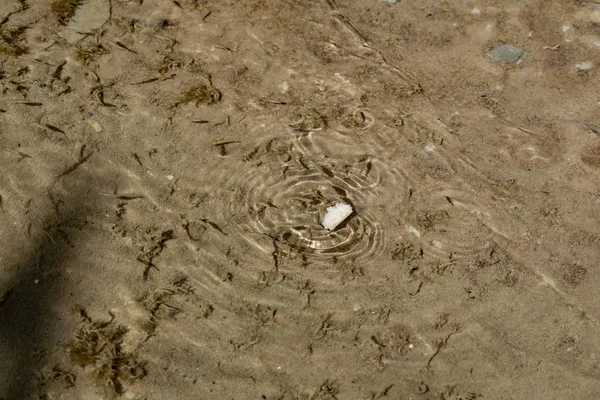Kicsi Fürge Csillogó Szemű Tengeri Halak Úsznak Tengerben Sós Vízben — Stock Fotó