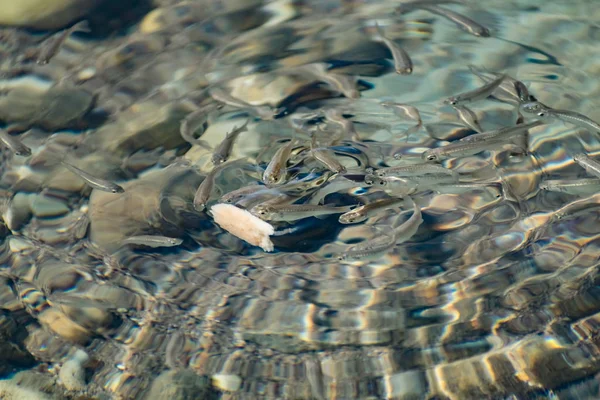 Pequenos Ágeis Brilhantes Peixes Marinhos Nadam Mar Água Salgada Tamanho — Fotografia de Stock