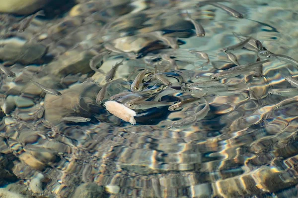 Piccoli Agili Brillanti Pesci Mare Nuotano Mare Acqua Salata Dimensione — Foto Stock