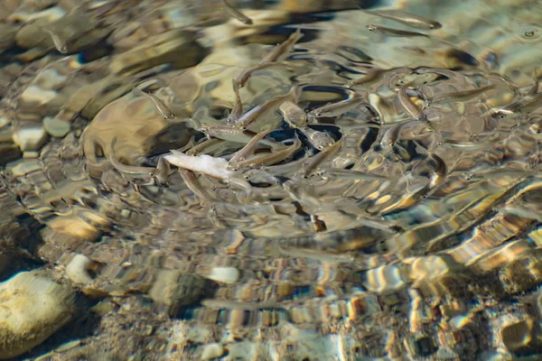 Pequenos Ágeis Brilhantes Peixes Marinhos Nadam Mar Água Salgada Tamanho — Fotografia de Stock