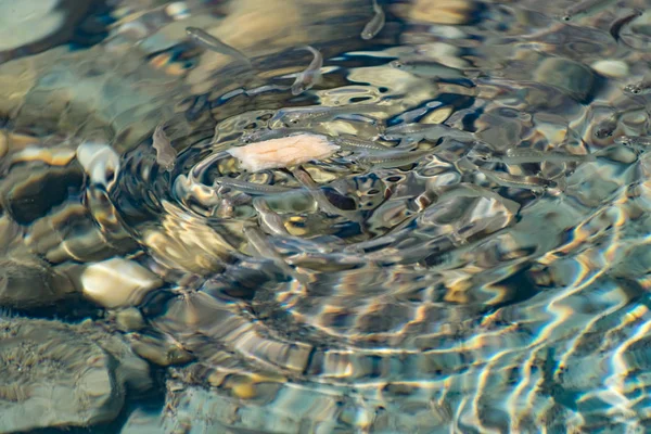 Kleine Behendige Heldere Zeevissen Zwemmen Zee Zout Water Grootte Van — Stockfoto