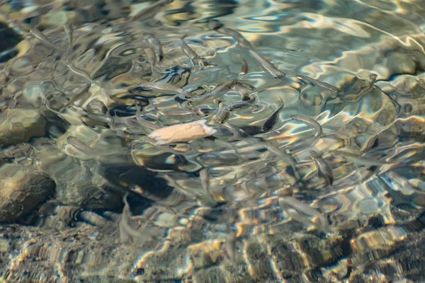 Pequenos Ágeis Brilhantes Peixes Marinhos Nadam Mar Água Salgada Tamanho — Fotografia de Stock