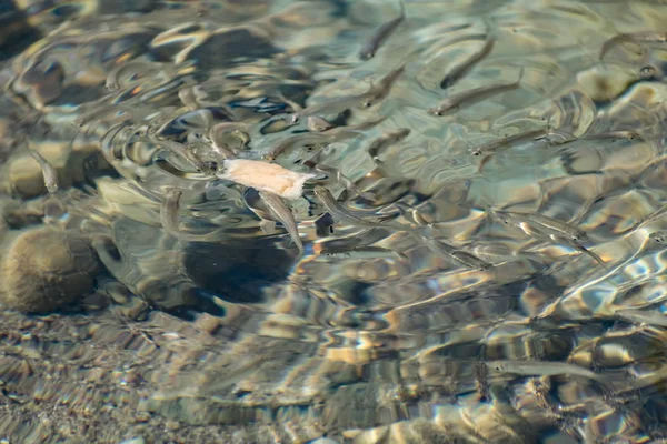 Pequenos Ágeis Brilhantes Peixes Marinhos Nadam Mar Água Salgada Tamanho — Fotografia de Stock