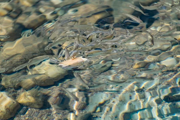 Pequenos Ágeis Brilhantes Peixes Marinhos Nadam Mar Água Salgada Tamanho — Fotografia de Stock