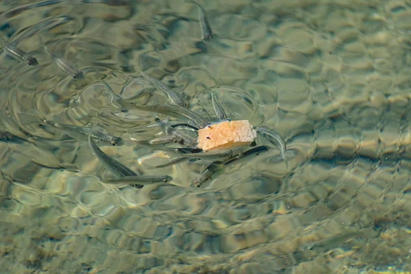 Pequenos Ágeis Brilhantes Peixes Marinhos Nadam Mar Água Salgada Tamanho — Fotografia de Stock