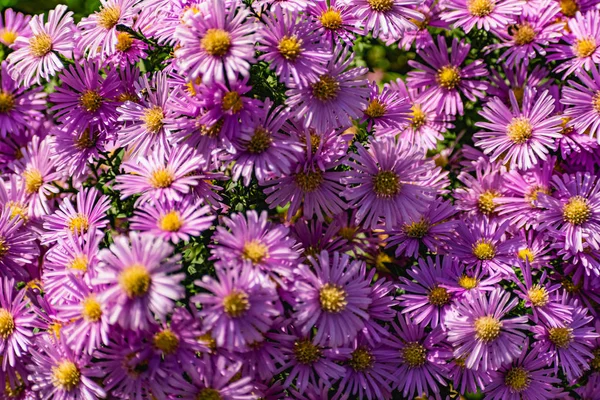 Low Bushes Lilac Chrysanthemums Bloom Butterflies Bees Fly Autumn Flowers — Stock Photo, Image