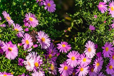 Leylak kasımpatı çalıları çiçek açar ve kelebekler ve arılar uçuşur. Güneşin altında sonbahar çiçekleri. Ekim, Eylül ve Kasım aylarında polen toplayan böceklerin uğultusu