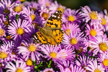 Leylak kasımpatı çalıları çiçek açar ve kelebekler ve arılar uçuşur. Güneşin altında sonbahar çiçekleri. Ekim, Eylül ve Kasım aylarında polen toplayan böceklerin uğultusu