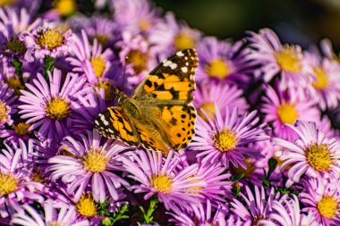 Leylak kasımpatı çalıları çiçek açar ve kelebekler ve arılar uçuşur. Güneşin altında sonbahar çiçekleri. Ekim, Eylül ve Kasım aylarında polen toplayan böceklerin uğultusu