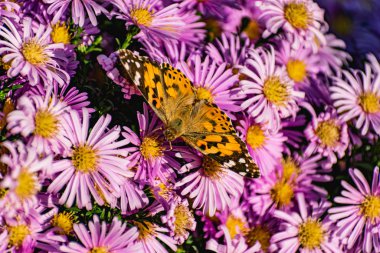 Leylak kasımpatı çalıları çiçek açar ve kelebekler ve arılar uçuşur. Güneşin altında sonbahar çiçekleri. Ekim, Eylül ve Kasım aylarında polen toplayan böceklerin uğultusu