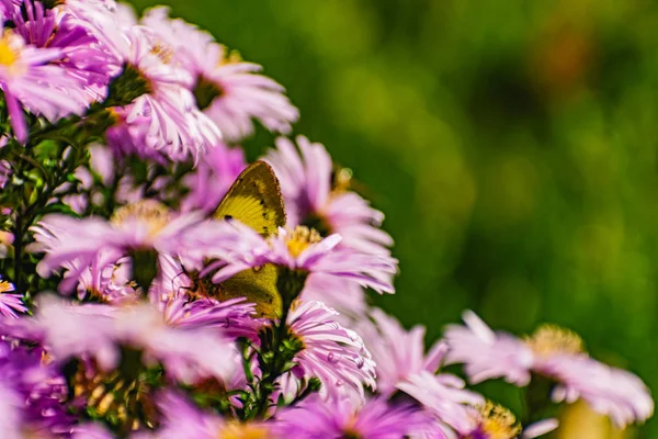Arbustos Bajos Crisantemos Lila Florecen Mariposas Abejas Vuelan Alrededor Flores — Foto de Stock