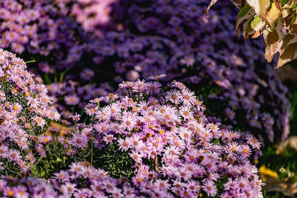 Arbustos Bajos Crisantemos Lila Florecen Mariposas Abejas Vuelan Alrededor Flores — Foto de Stock