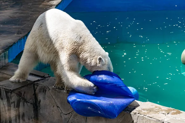 Beautiful polar bear in the zoo, in the blue pool, in a spacious enclosure. A large mammal with fluffy fur and large paws. Life in captivity, good content, cool water.