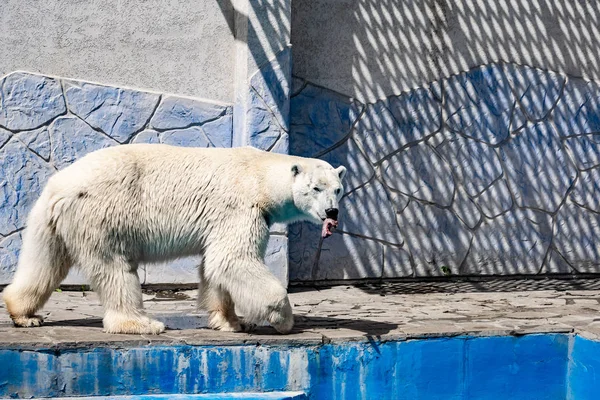 Beautiful polar bear in the zoo, in the blue pool, in a spacious enclosure. A large mammal with fluffy fur and large paws. Life in captivity, good content, cool water.