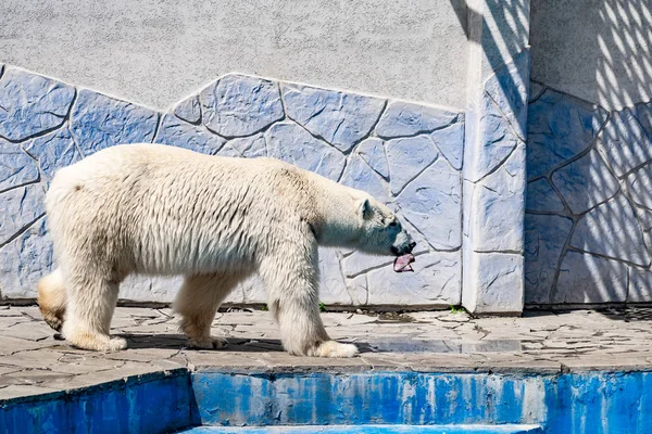 Beautiful polar bear in the zoo, in the blue pool, in a spacious enclosure. A large mammal with fluffy fur and large paws. Life in captivity, good content, cool water.