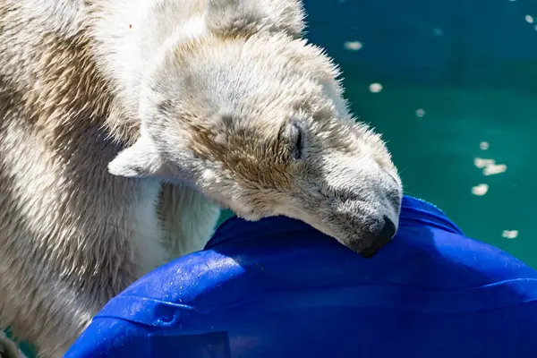 Piękny Niedźwiedź Polarny Zoo Niebieskim Basenie Przestronnej Obudowie Duży Ssak — Zdjęcie stockowe