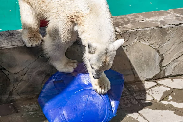 Beautiful polar bear in the zoo, in the blue pool, in a spacious enclosure. A large mammal with fluffy fur and large paws. Life in captivity, good content, cool water.