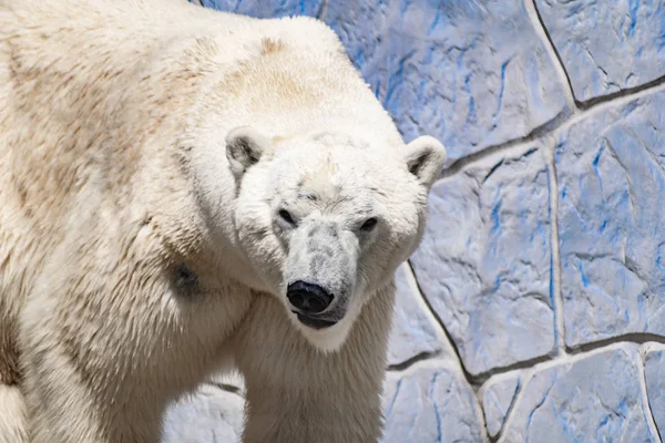 Beautiful polar bear in the zoo, in the blue pool, in a spacious enclosure. A large mammal with fluffy fur and large paws. Life in captivity, good content, cool water.