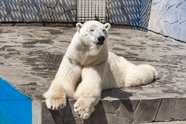 Beautiful polar bear in the zoo, in the blue pool, in a spacious enclosure. A large mammal with fluffy fur and large paws. Life in captivity, good content, cool water.