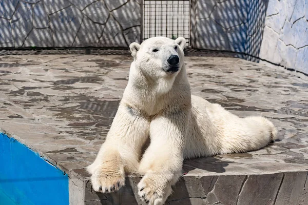 Beautiful polar bear in the zoo, in the blue pool, in a spacious enclosure. A large mammal with fluffy fur and large paws. Life in captivity, good content, cool water.