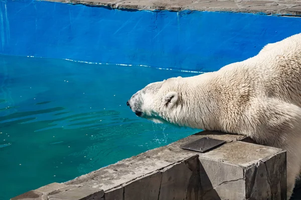 Beautiful polar bear in the zoo, in the blue pool, in a spacious enclosure. A large mammal with fluffy fur and large paws. Life in captivity, good content, cool water.