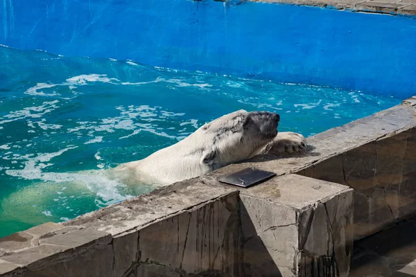 Piękny Niedźwiedź Polarny Zoo Niebieskim Basenie Przestronnej Obudowie Duży Ssak — Zdjęcie stockowe