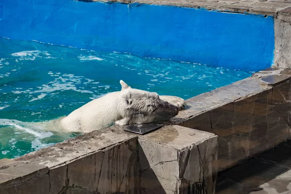 Beautiful polar bear in the zoo, in the blue pool, in a spacious enclosure. A large mammal with fluffy fur and large paws. Life in captivity, good content, cool water.