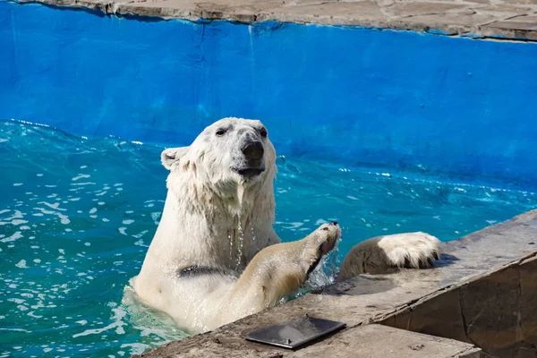 Beautiful polar bear in the zoo, in the blue pool, in a spacious enclosure. A large mammal with fluffy fur and large paws. Life in captivity, good content, cool water.