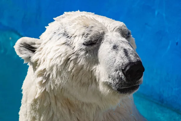 Beautiful polar bear in the zoo, in the blue pool, in a spacious enclosure. A large mammal with fluffy fur and large paws. Life in captivity, good content, cool water.