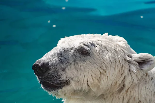 Beautiful polar bear in the zoo, in the blue pool, in a spacious enclosure. A large mammal with fluffy fur and large paws. Life in captivity, good content, cool water.