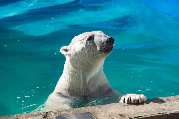 Piękny Niedźwiedź Polarny Zoo Niebieskim Basenie Przestronnej Obudowie Duży Ssak — Zdjęcie stockowe