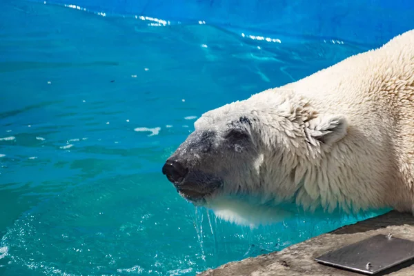 Beautiful Polar Bear Zoo Blue Pool Spacious Enclosure Large Mammal Royalty Free Stock Photos