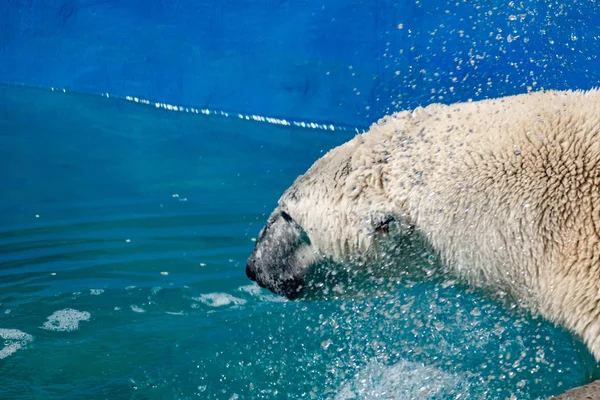 Hayvanat Bahçesindeki Güzel Kutup Ayısı Mavi Havuzda Geniş Bir Çevrede Telifsiz Stok Fotoğraflar