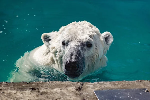 Beautiful polar bear in the zoo, in the blue pool, in a spacious enclosure. A large mammal with fluffy fur and large paws. Life in captivity, good content, cool water.