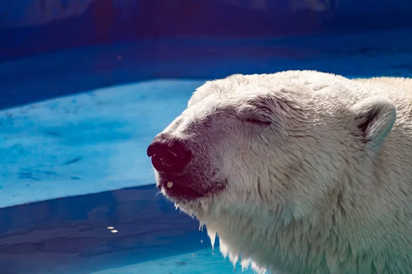 Beautiful polar bear in the zoo, in the blue pool, in a spacious enclosure. A large mammal with fluffy fur and large paws. Life in captivity, good content, cool water.