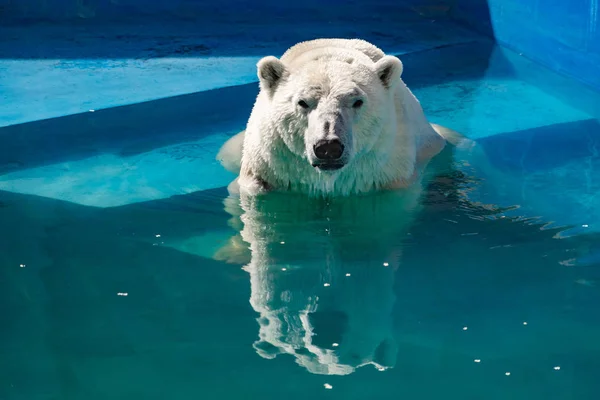 Beautiful polar bear in the zoo, in the blue pool, in a spacious enclosure. A large mammal with fluffy fur and large paws. Life in captivity, good content, cool water.