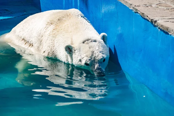 Hayvanat Bahçesindeki Güzel Kutup Ayısı Mavi Havuzda Geniş Bir Çevrede Stok Resim